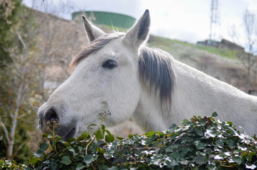 Caballos Españoles