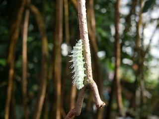 Naklejka premium Raupe