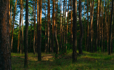 Tall pine trees with bright orange red bark in an evergreen coniferous forest against a blue sky during sunset. Dark forest with lush green grass.