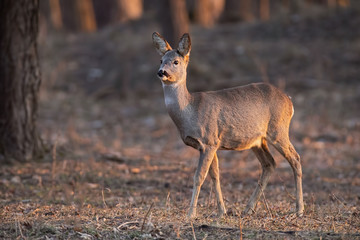 Roe deer, capreolus capreolus, doe walking through a forest at sunset. Wildlife scenery form woods with space for copy.