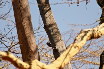 woodpecker