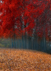 Autumn forest and village photos.savsat/artvin turkey 
