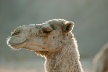 Close Up Portrait of a Camel Dromedary Head