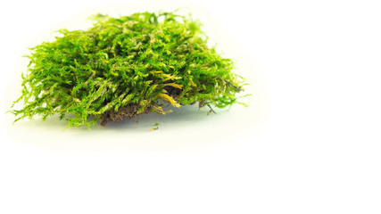 Green fresh moss from coniferous forest isolated on a white background in the vicinity