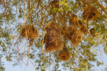 Bird nest