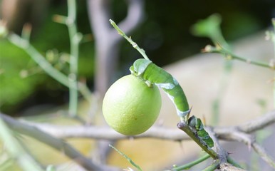Raupe mit Zitrone