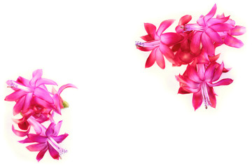 Bright pink Schlumberger flowers  Christmas cactus ripsalidopsis isolated on white background