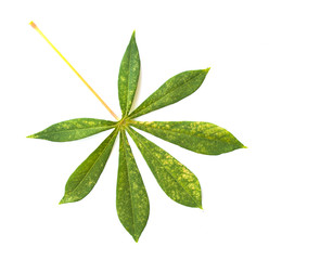 Cassava leaf diseases and pests (Manihot esculenta) planting in the field