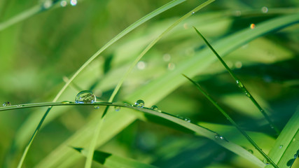 dew drops of rain on the green leaves of wheat grass. macro        