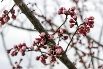 Almond tree flowers  close up. Blurry background with branches. Waiting for spring. Selective focus.