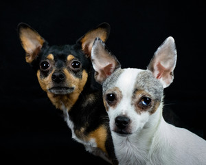 Chihuahuas