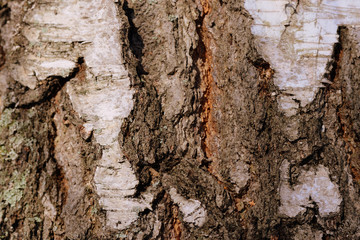 Birch tree bark texture and background close up. Brown color toned