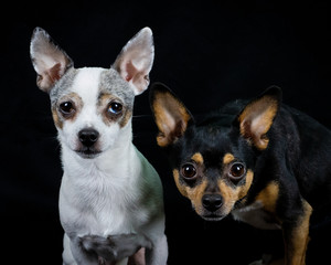 Chihuahuas