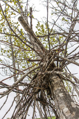 Branches stuck in trees after a flood