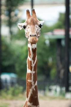 Giraffe head on a long neck close up