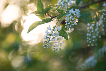 Budding buds in a shrub in early spring