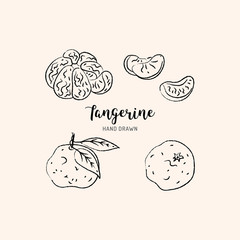 Tangerine drawing Vector hand drawn mandarin. Sketch of tangerines on white background, Vector isolated icons set