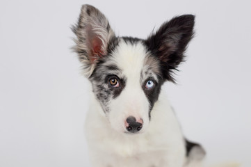 Border Collie