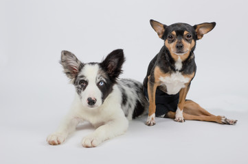 Dogs