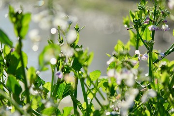 朝の神秘的な風景