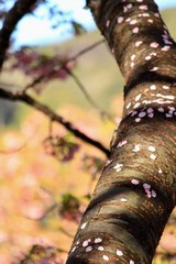 散り際の桜たち