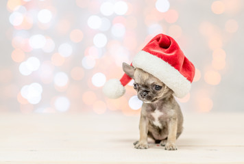 Baby chihuahua puppy in reg christmas hat on festive background. Empty space for text