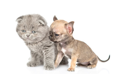 Baby kitten and chihuahua puppy looking away together in side view. Isolated on white background