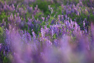 field of purple flowers