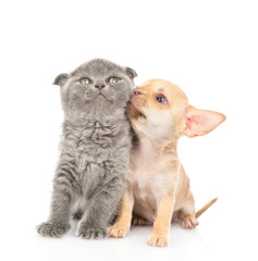 Obraz premium Tender chihuahua puppy and gray kitten looking up together. Isolated on white background
