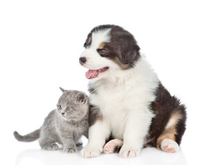 Australian shepherd puppy and kitten looking away together.  isolated on white background