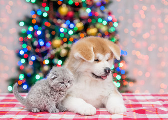 Fototapeta na wymiar Akita inu puppy and baby kitten sitting together in side view and looking away with Christmas tree on a background