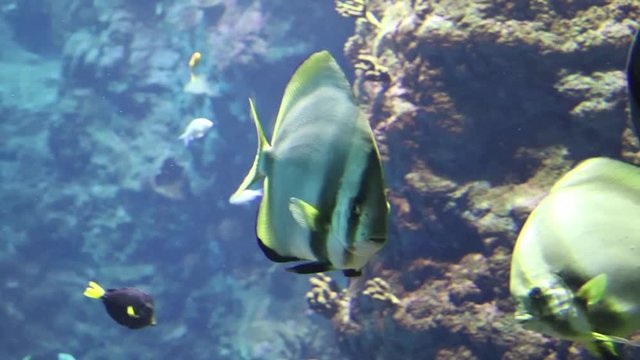 Ambiente sottomarino con pesci tropicali