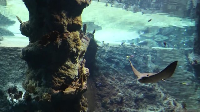 Razze nuotano in un acquario