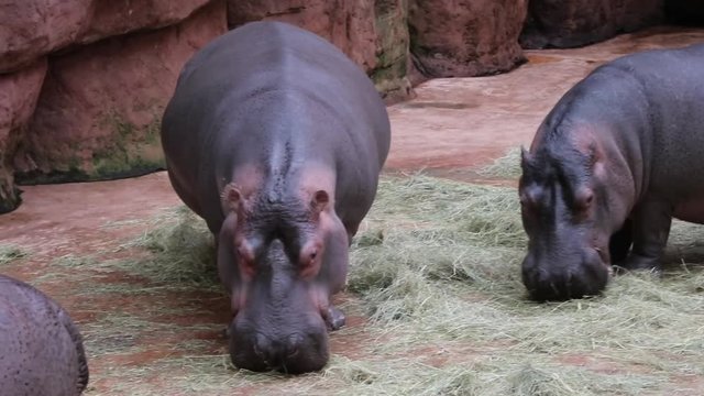 Ippopotami si cibano nello zoo