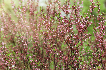 Flowers of cherry blossom  at spring time. Flowering plants with sunlight. Selective focus.