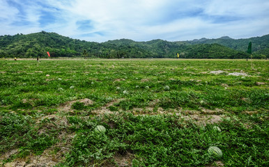 Natural watermelon growing in the field