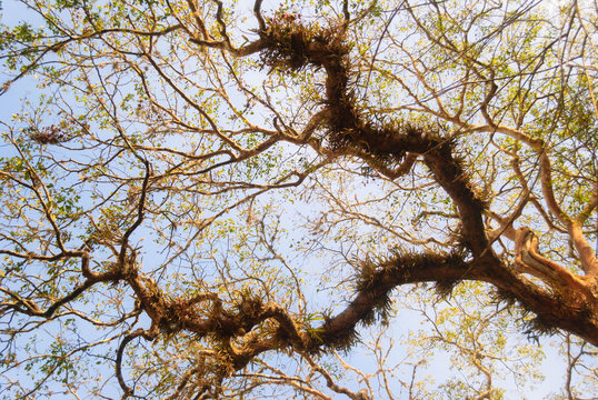 Arbol con helechos 