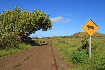 Warning signpost of cow on the roadside with a small group of wild horses in the backdrop, Easter Island, Chile, South America