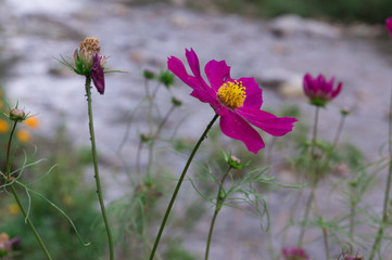 Obraz premium Common cosmos of the Mitarai ravine Nara,Japan.