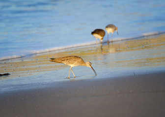 Whimbrel (Numenius phaeopus), Refugio State Beach, Goleta, CA.