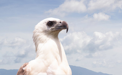 close up white Hawk and blue sky