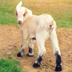 baby goat on the path grass