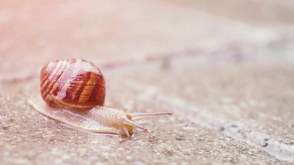 Snail on the walkway after the rain