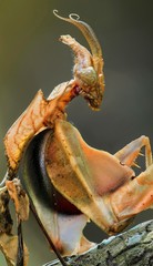 nature macro photography. namely thek art of taking pictures according to existing circumstances.
