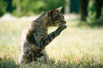 Obraz premium the cat is resting on the grass