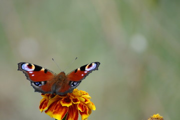 butterfly on flower