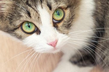 beautiful domestic cat with big green eyes