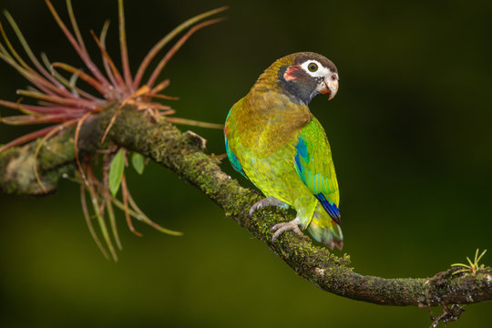 Brown-hooded parrot in the wild