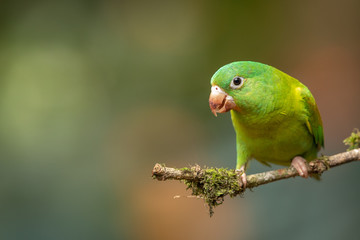 Orange-chinned parakeet in the wild