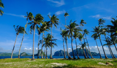 Fototapeta premium Coconut trees on Coron Island, Philippines